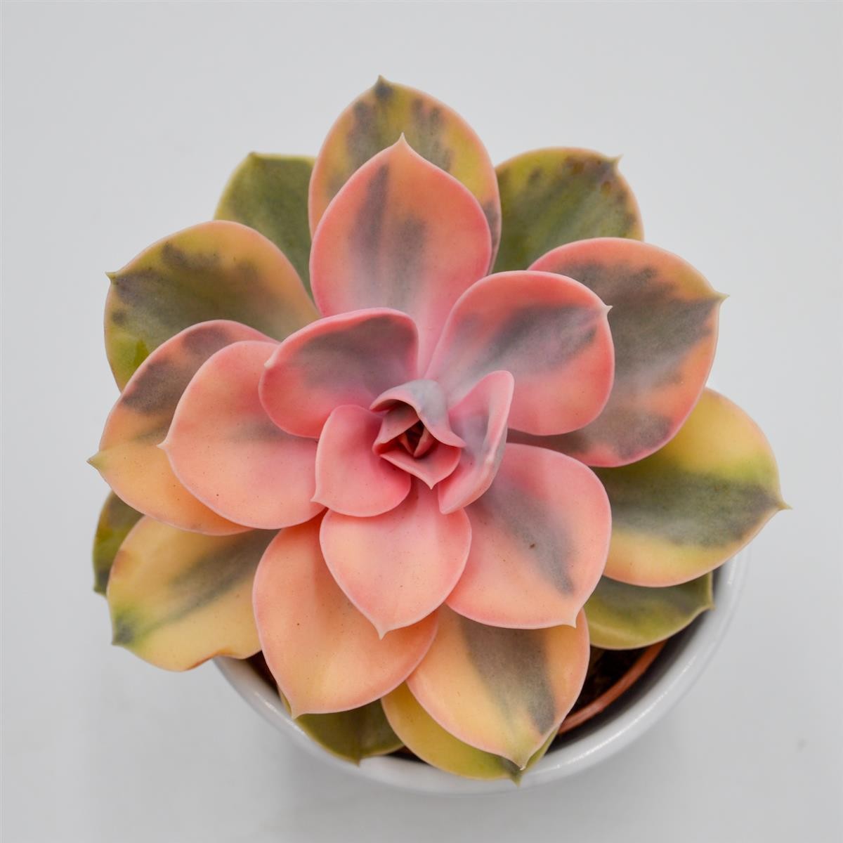 pasiora-echeveria-rainbow-10-5cm-panaschierte-rarit-t image 7