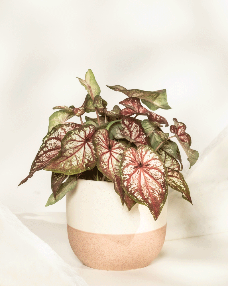 feey-caladium-bicolor-kaladie-buntwurz-zimmerpflanze image 5