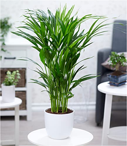 baldur-garten-areca-palme-goldfruchtpalme-60-70-cm-im-17-cm-topf image 8