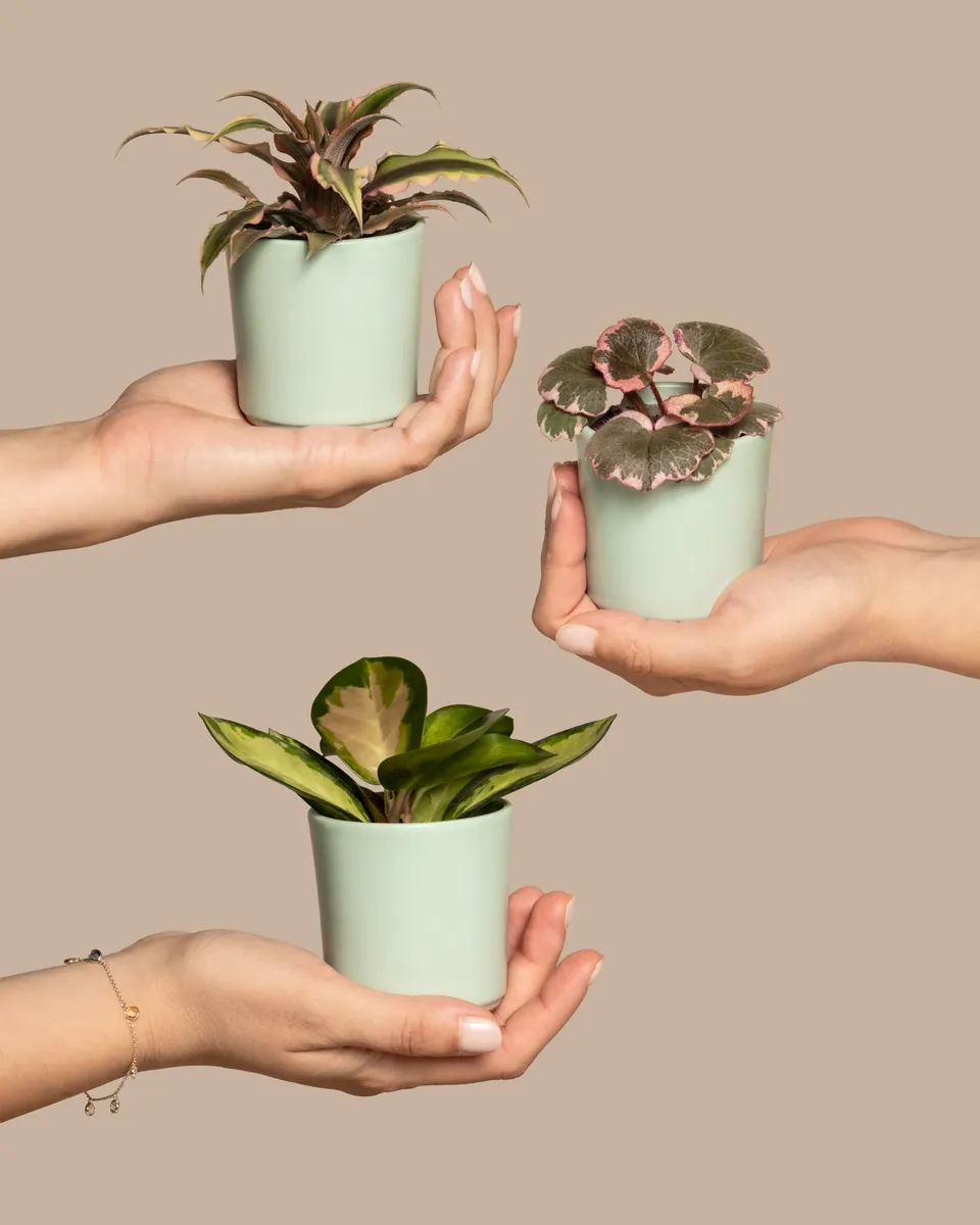 feey-rosa-babypflanzen-3er-set-mit-cryptanthus-hoya-saxifraga image 1