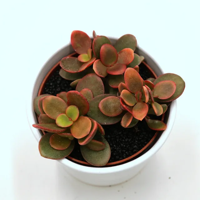 pasiora-crassula-ovata-indian-summer-sukkulente-10-5-cm-topf image 1