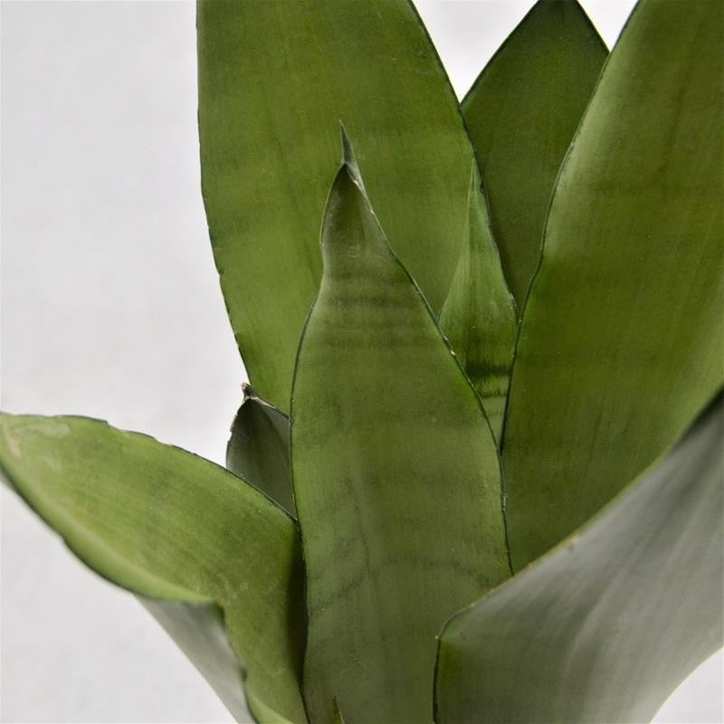 pasiora-sansevieria-moonshine-bogenhanf-12cm image 1