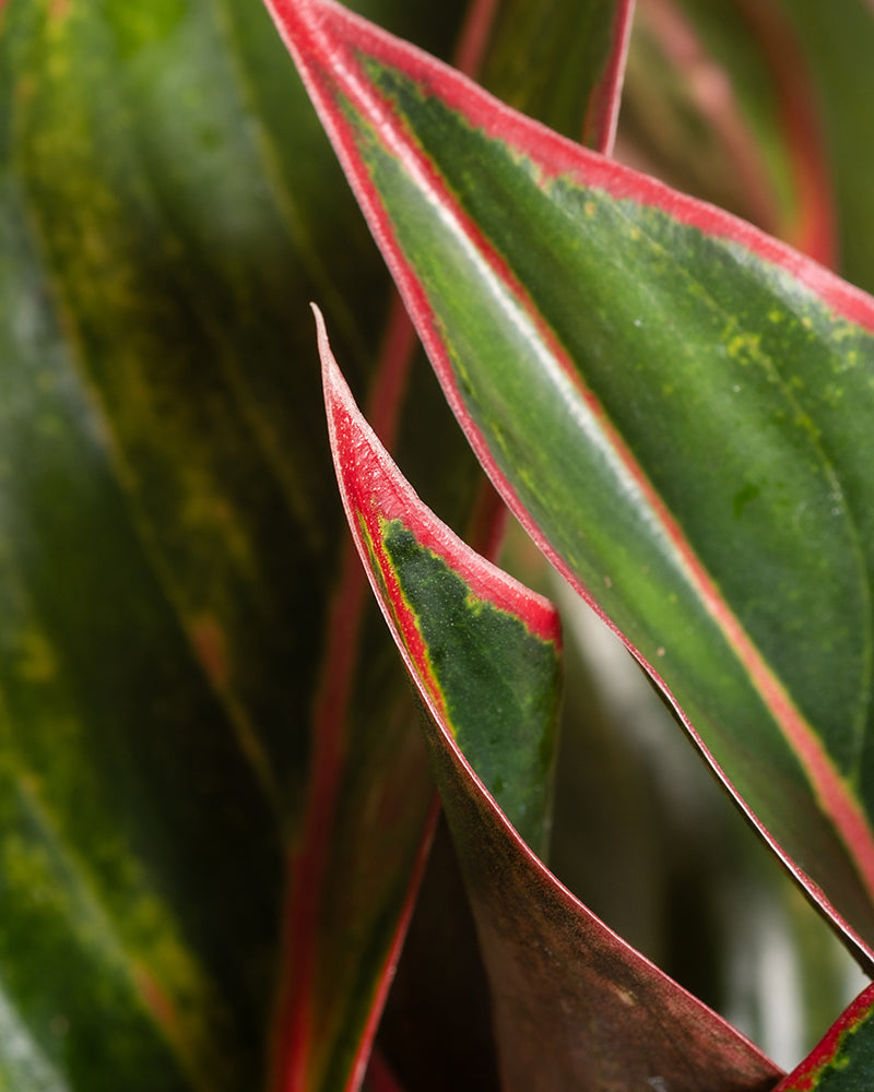 feey-aglaonema-jungle-red-gro-zimmerpflanze-kolbenfaden image 2