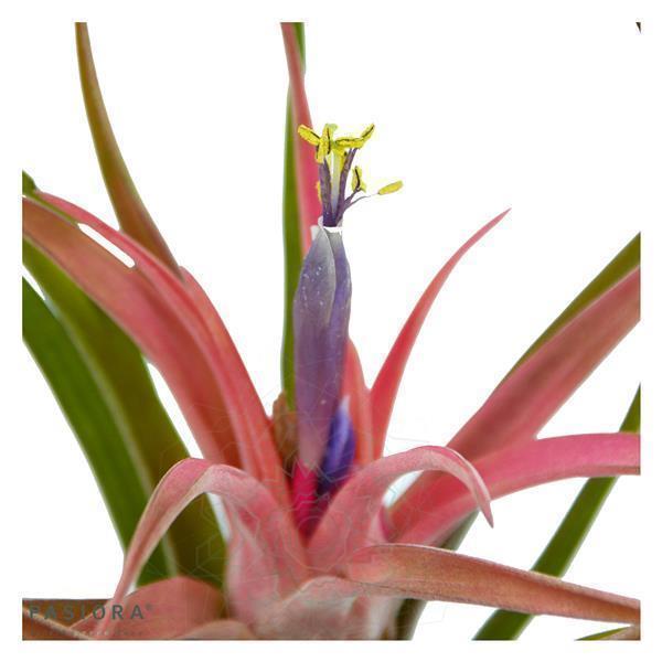 pasiora-tschakka-tillandsia-set-3-st-ck-kleine-tillandsien image 5