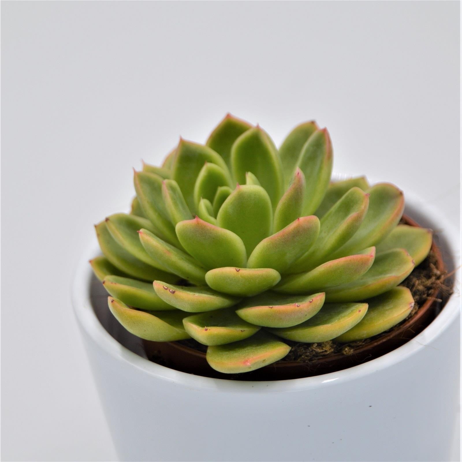 pasiora-echeveria-gilva-sukkulente-8-5cm-topf image 1
