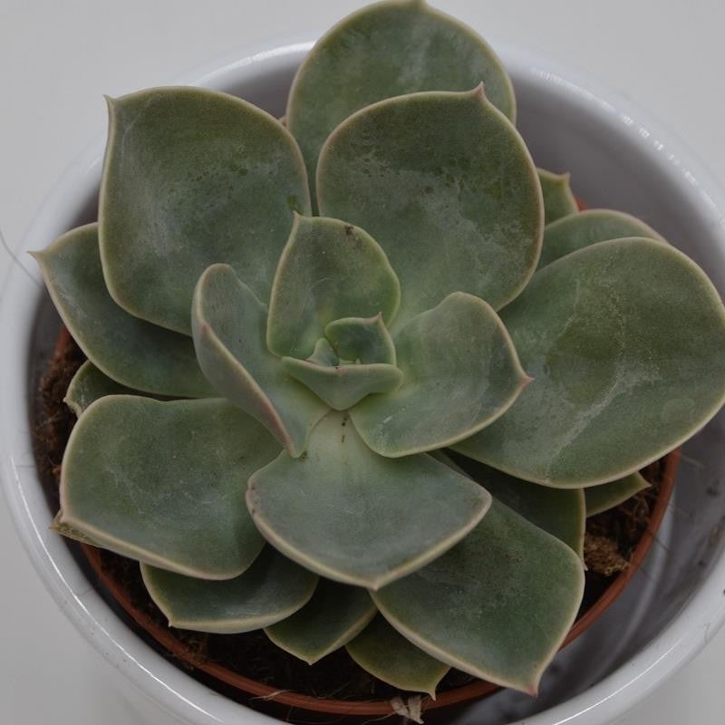 pasiora-echeveria-green-pearl-echeverie-9cm image 1