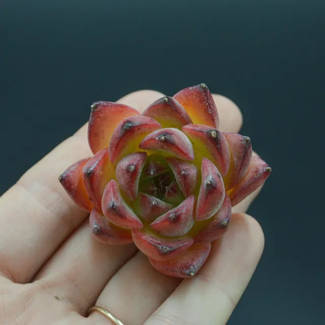 pasiora-echeveria-wildfire-steckling image 1