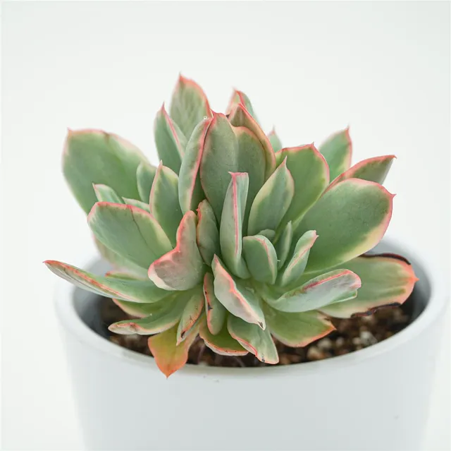 pasiora-echeveria-luella-f-variegata-sukkulente-9cm-topf image 1