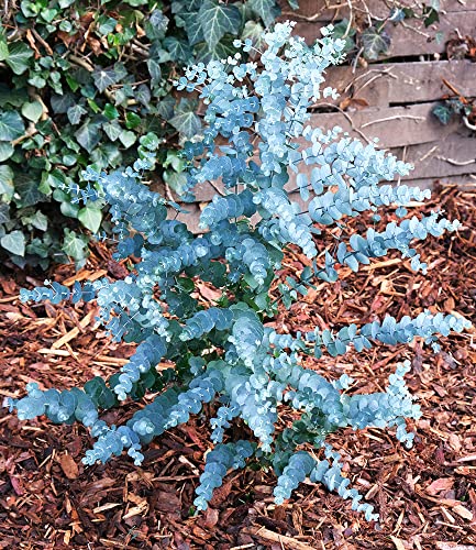 baldur-garten-winterharter-eukalyptus-azura-im-15-cm-topf image 8