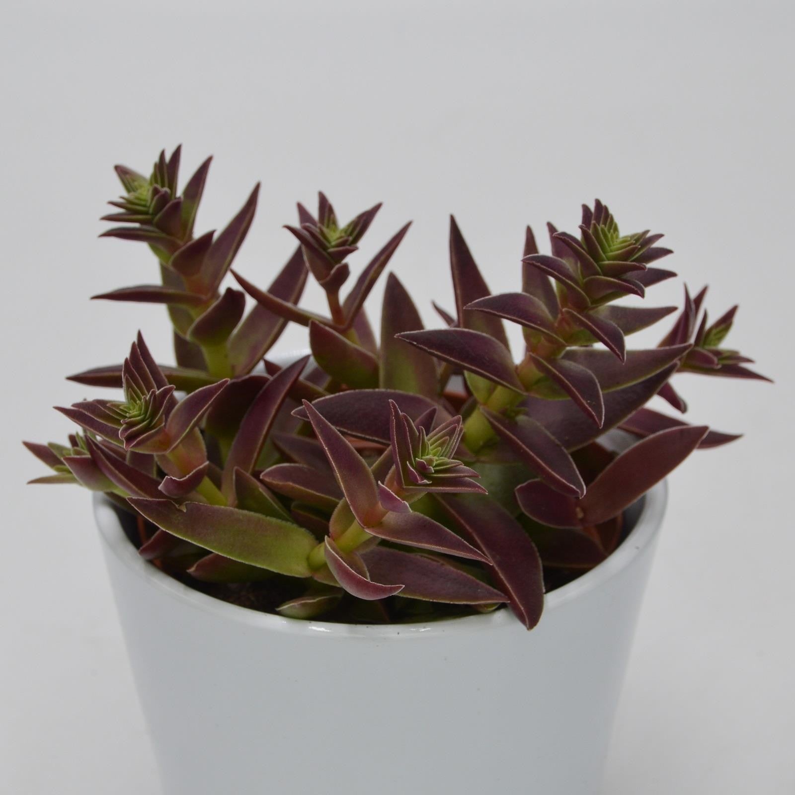 pasiora-crassula-capitella-rubra-sukkulente-10-5-cm-topf image 2