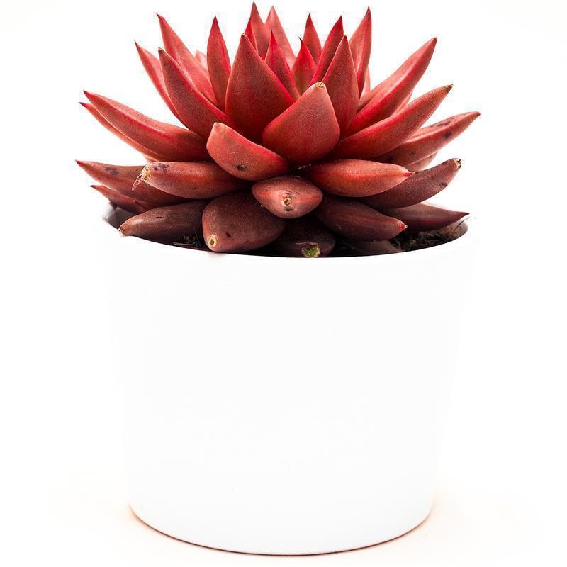 pasiora-echeveria-agavoides-romeo-celestia-sukkulente-8-5-cm image 3