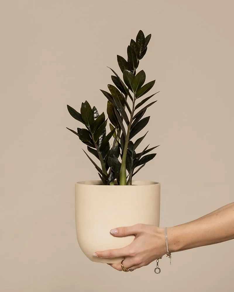 feey-schwarze-gl-cksfeder-zamioculcas-raven-zimmerpflanze image 1