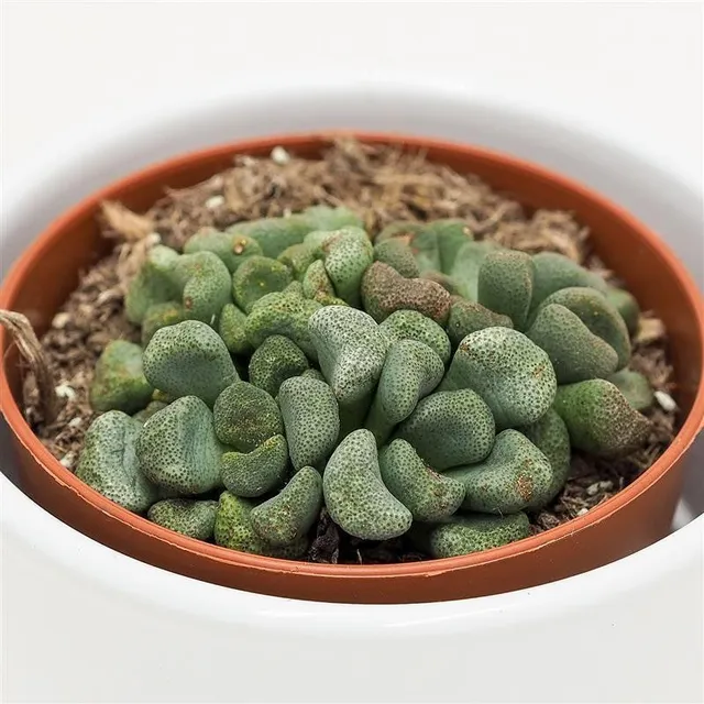pasiora-aloinopsis-schooneesii-8-5-cm-caudex-sukkulente image 1