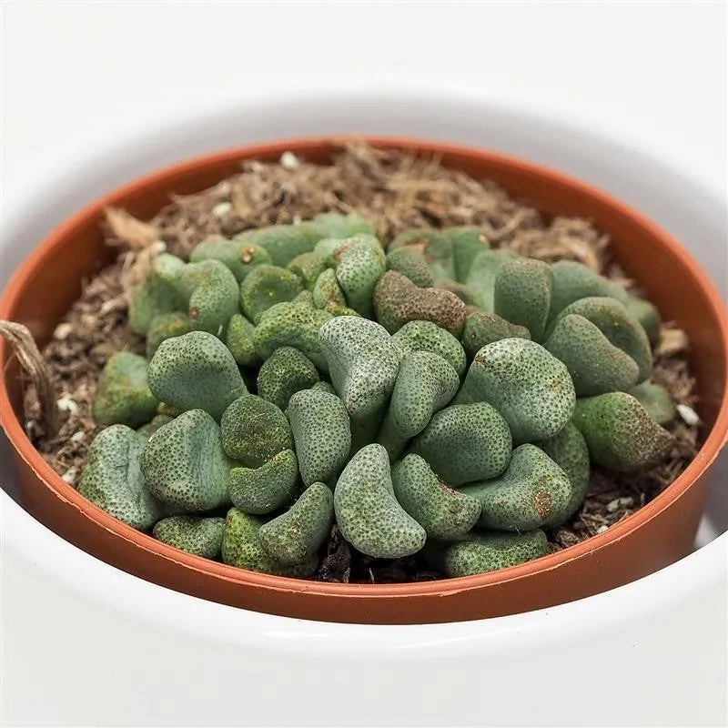pasiora-aloinopsis-schooneesii-8-5-cm-caudex-sukkulente image 1