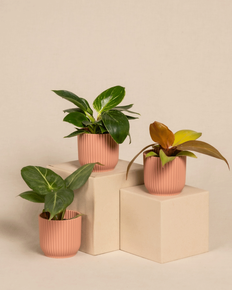 feey-babypflanzen-trio-philodendron-gloriosum-white-measure-red-sun image 7