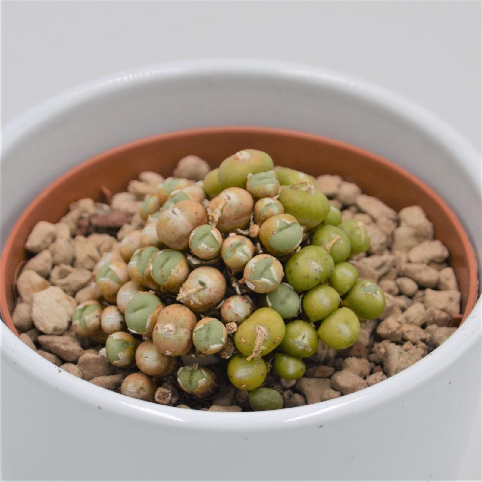 pasiora-conophytum-species-lebende-steine-10-5cm image 2