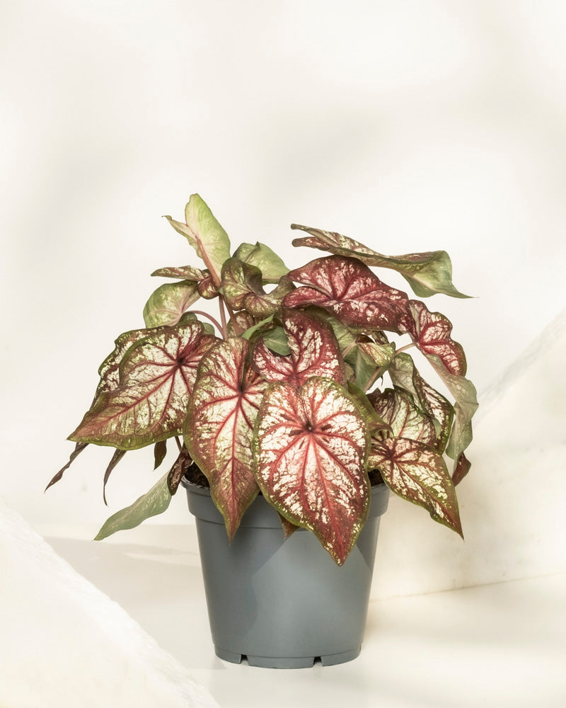 feey-caladium-bicolor-kaladie-buntwurz-zimmerpflanze image 3