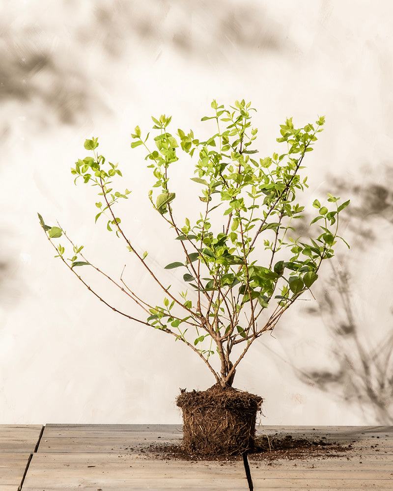 feey-lonicera-purpusii-winterduft-heckenkirsche image 3