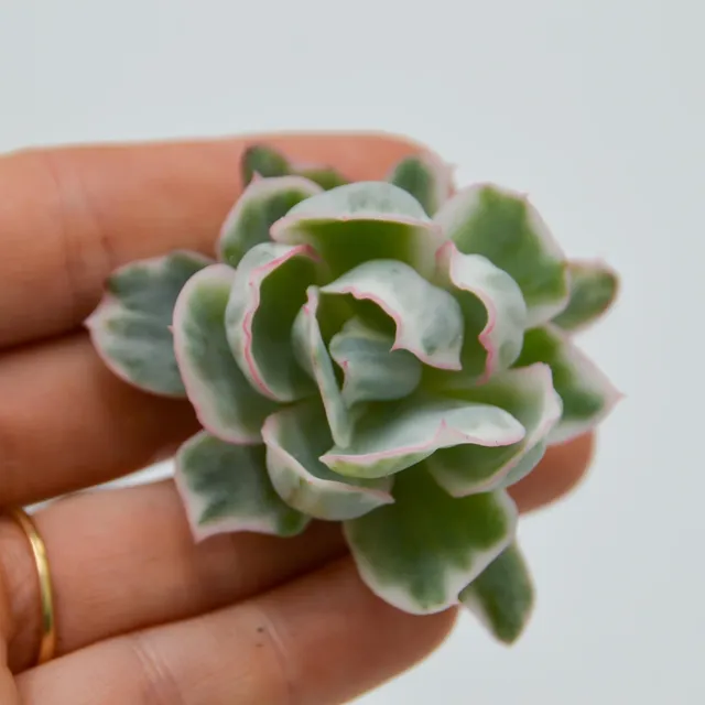 pasiora-echeveria-berkeley-light-f-variegata-sukkulente image 1
