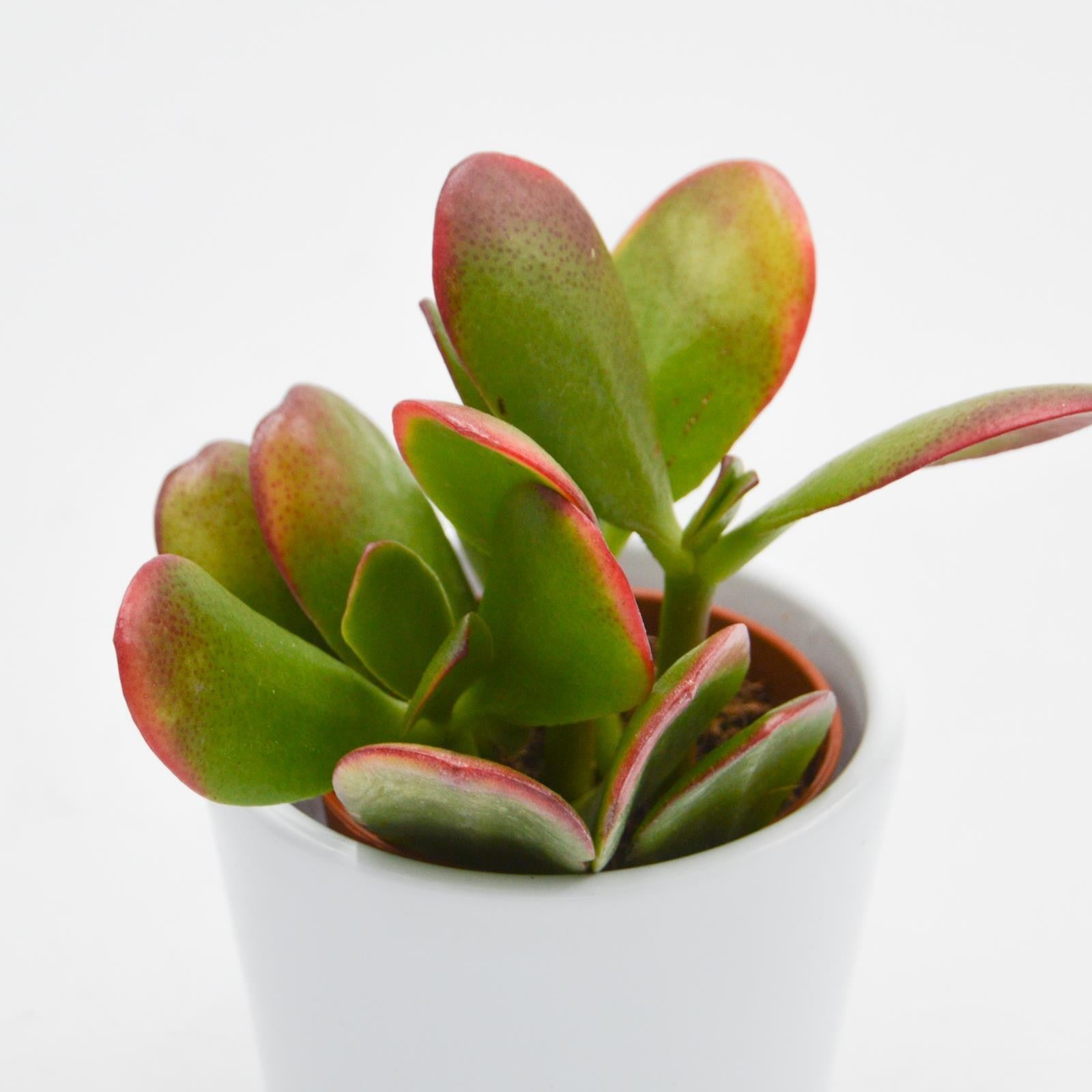 pasiora-crassula-ovata-sunset-geldbaum-sukkulente-5-5cm image 1