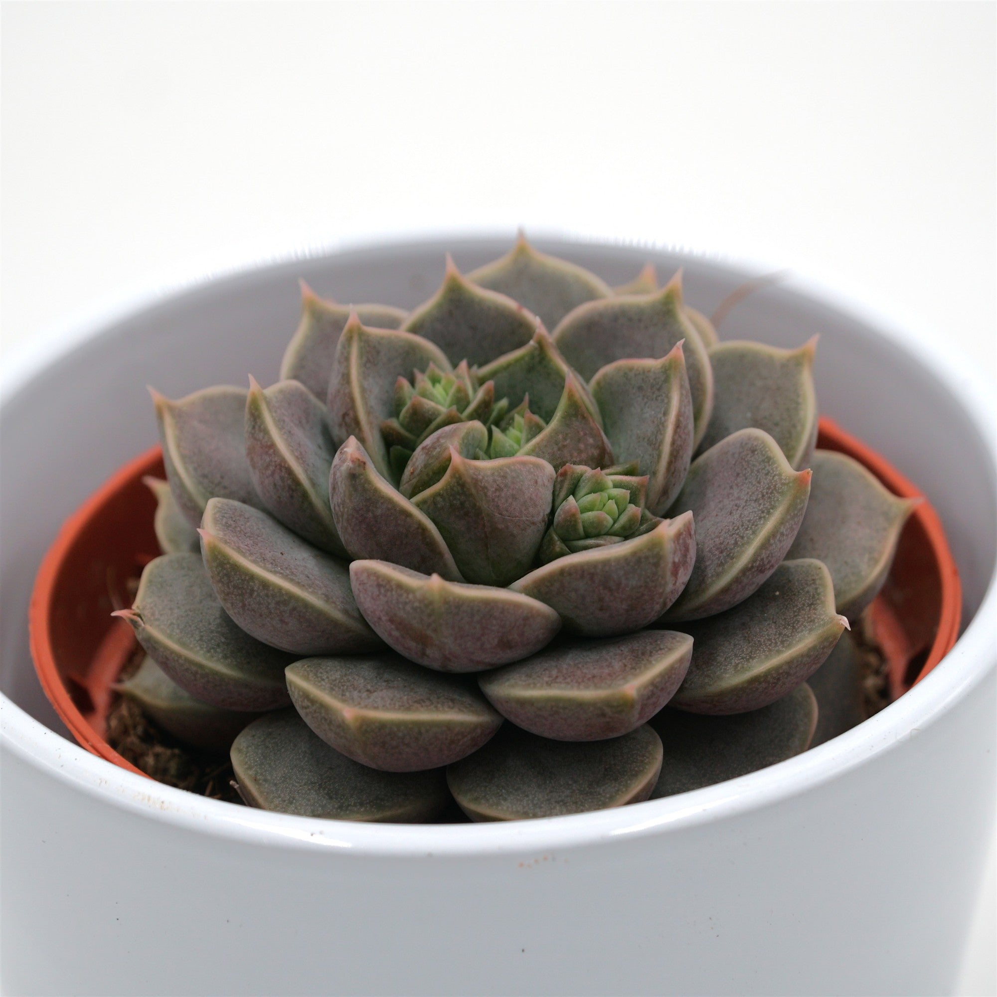 pasiora-echeveria-marsic-sukkulente-8-5-cm-topf image 1