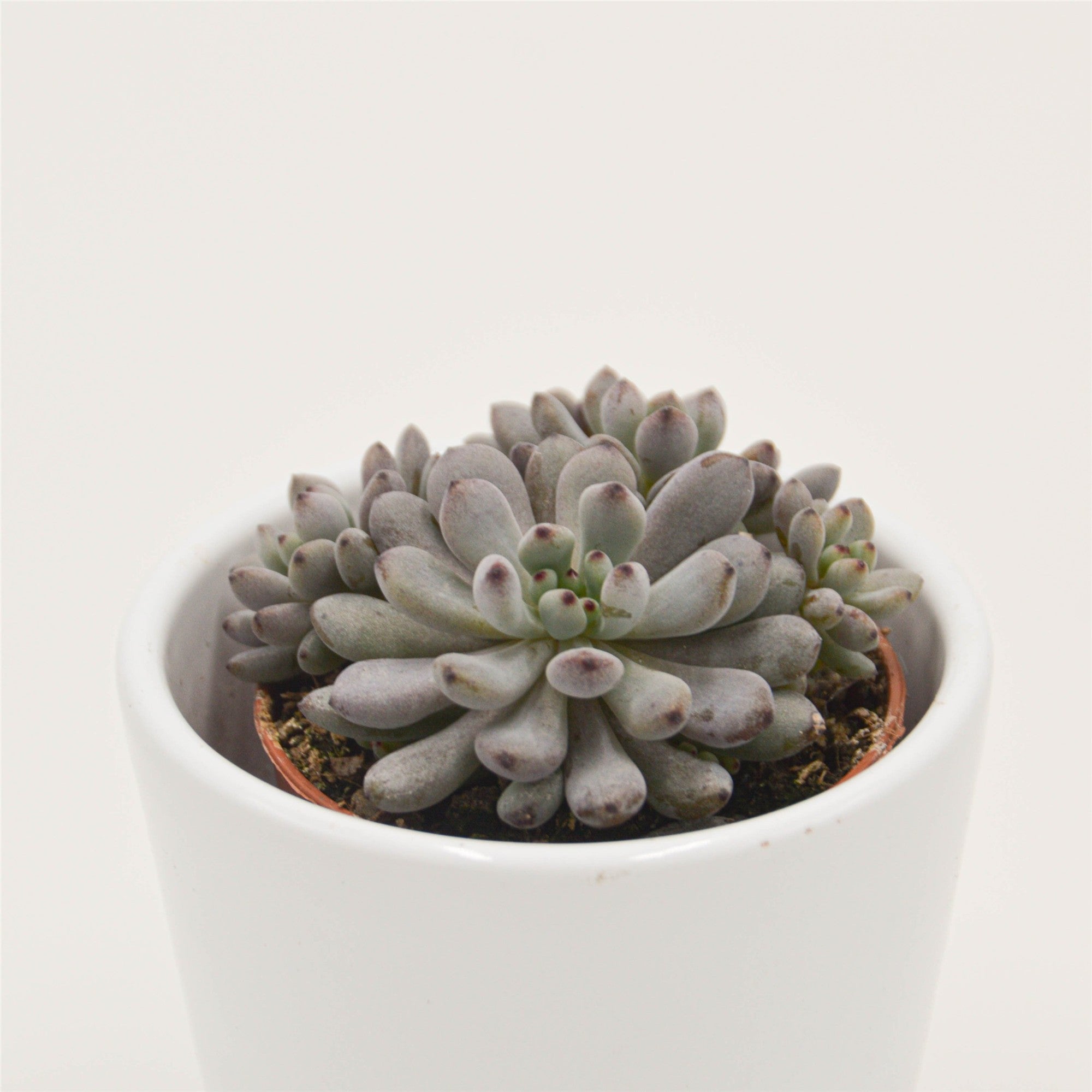 pasiora-graptopetalum-blue-beans-sukkulente-5-5cm-topf image 2