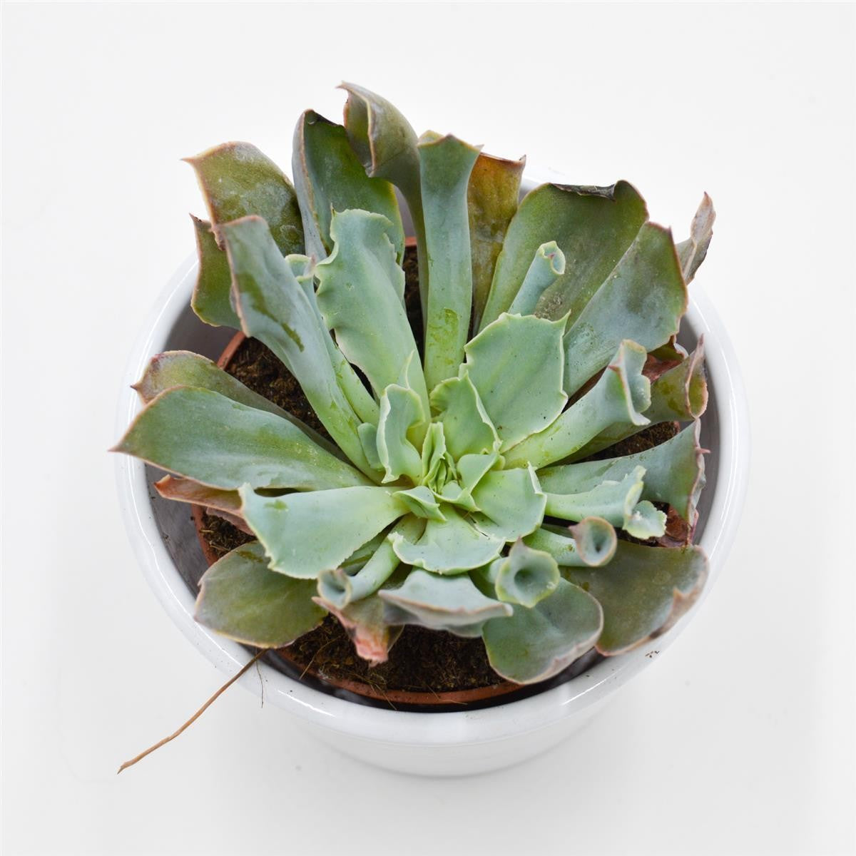 pasiora-echeveria-trumpet-pinky-sukkulente-8-5-cm-topf image 2