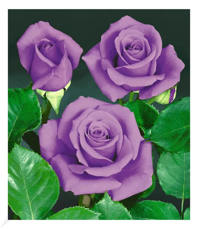 baldur-garten-rose-blue-saphir-beetrose-wurzelballiert image 1