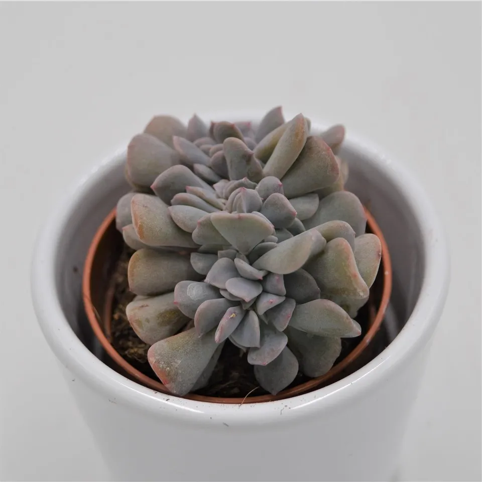 pasiora-echeveria-cubic-frost-f-cristata-sukkulente-5-5cm image 1