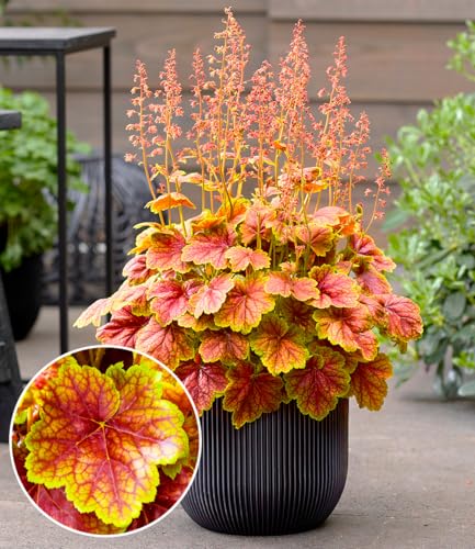 baldur-garten-heuchera-eternal-flame-im-9x9-cm-topf image 4