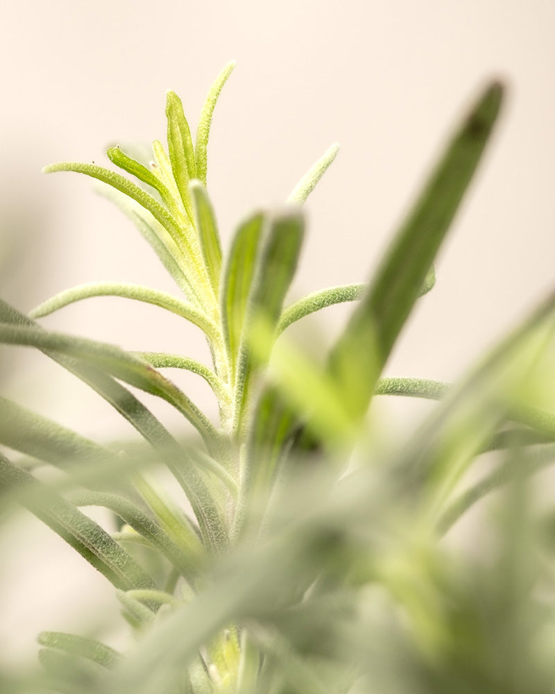 feey-duftendes-kr-uter-trio-thymian-lavendel-rosmarin-im-topf image 6