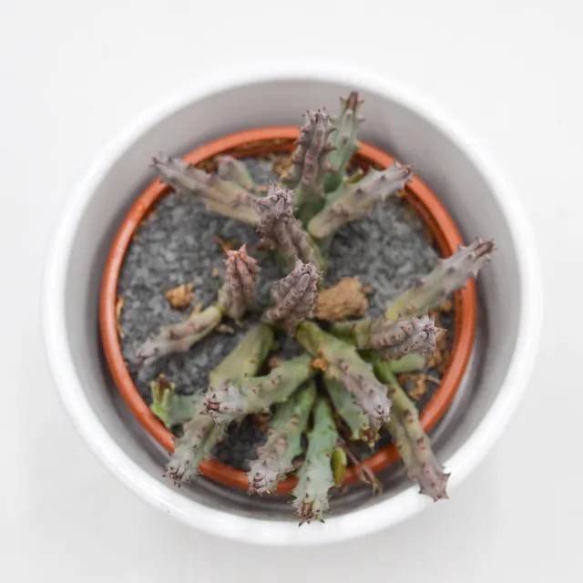 pasiora-huernia-x-pendurata-aasblume-sukkulente-8-cm-topf image 1