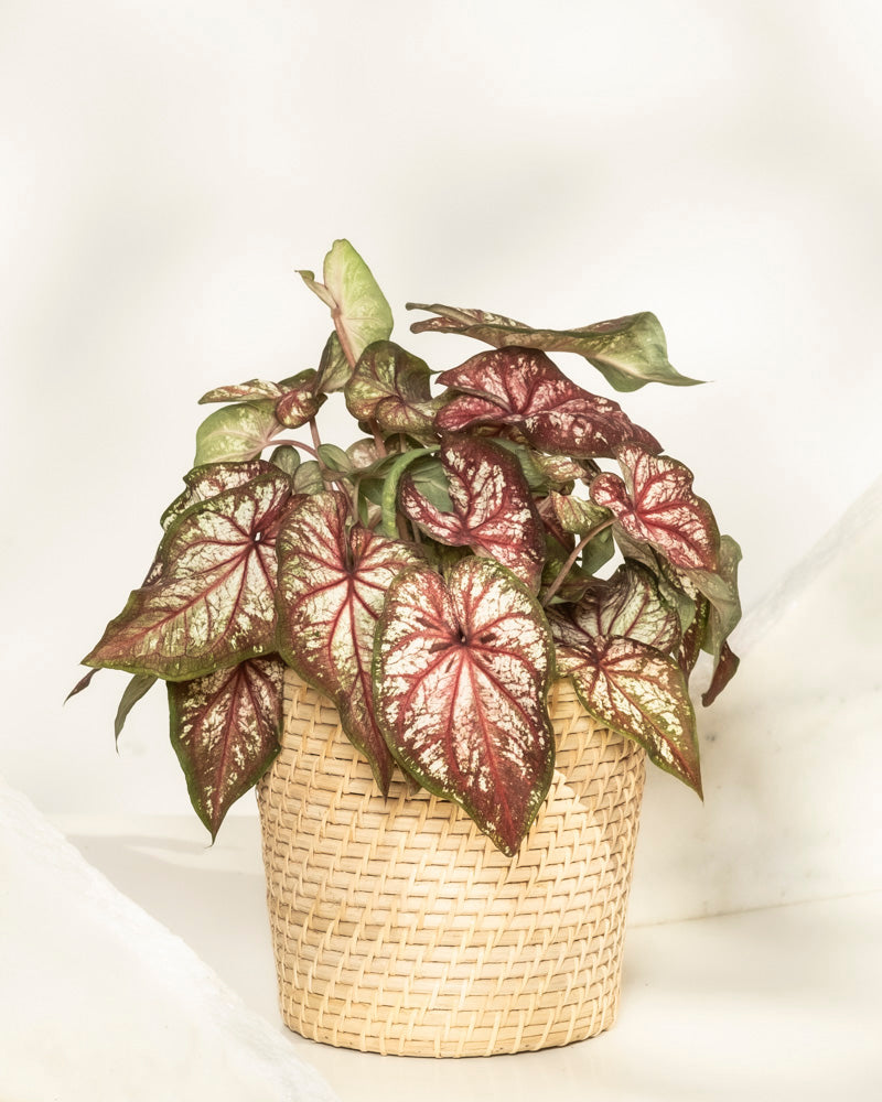 feey-caladium-bicolor-kaladie-buntwurz-zimmerpflanze image 6