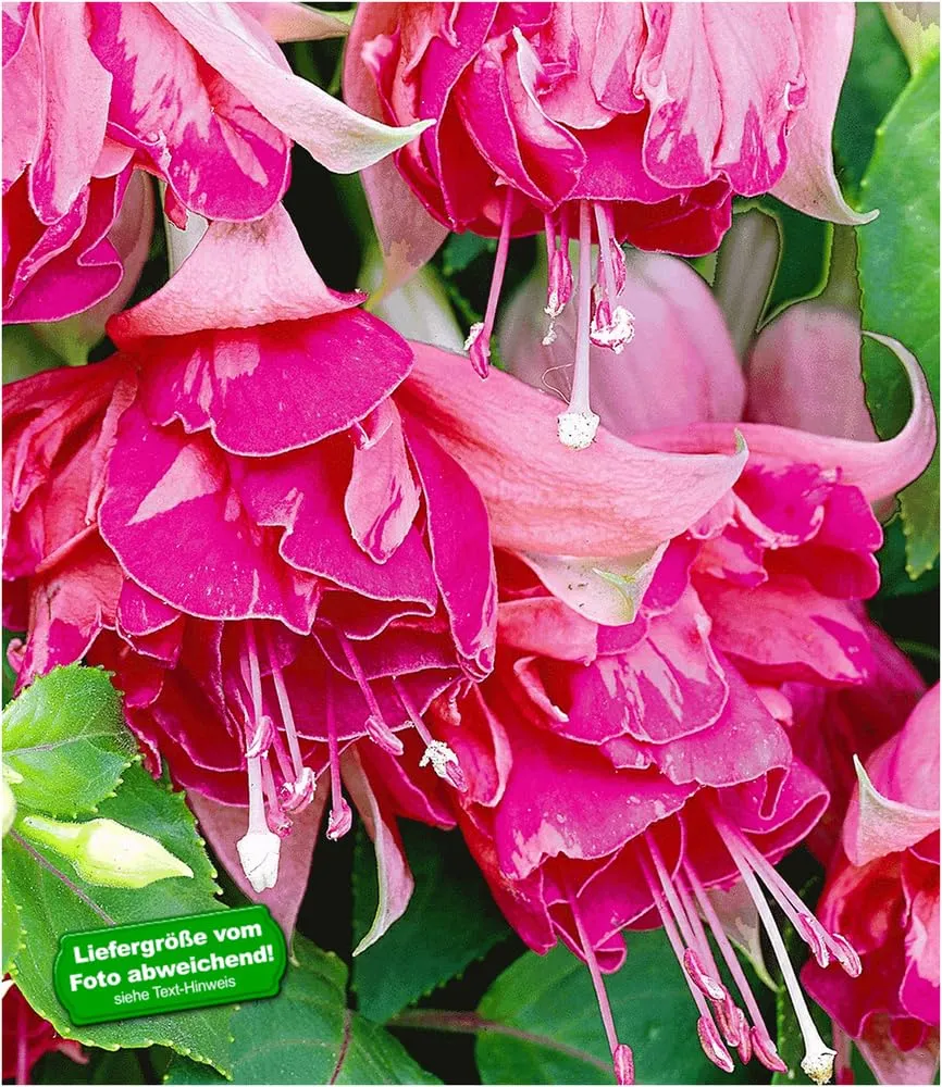 baldur-garten-riesen-fuchsie-bicentennial-2-pflanzen-fuchsia-9x9-cm-topf image 1