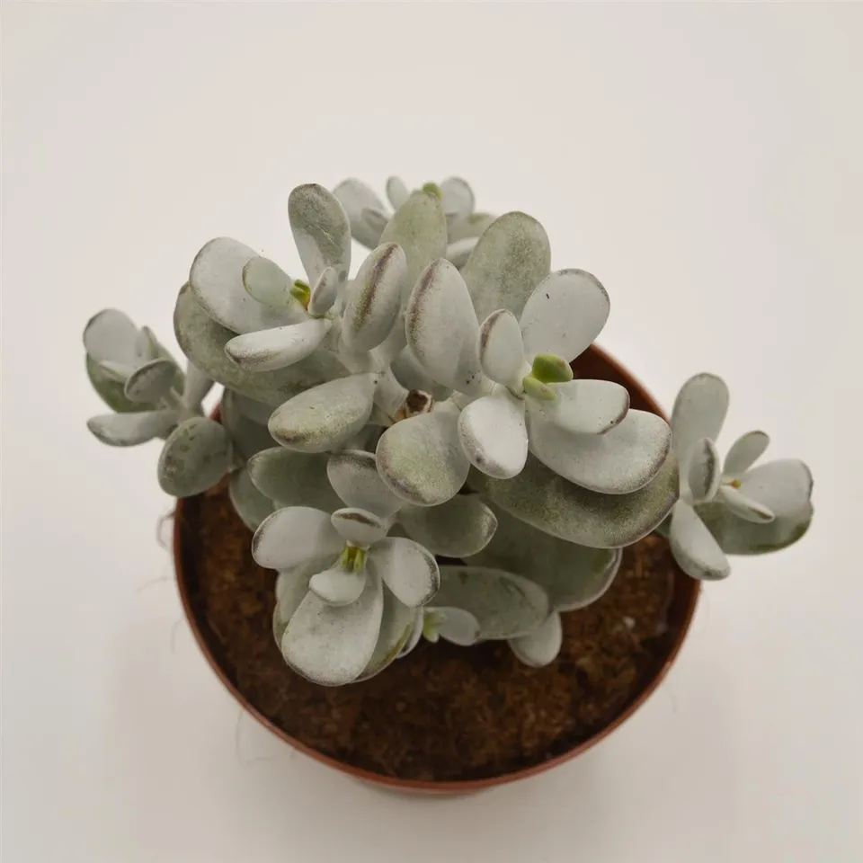 pasiora-cotyledon-orbiculata-higginsiae-sukkulente-13cm image 1