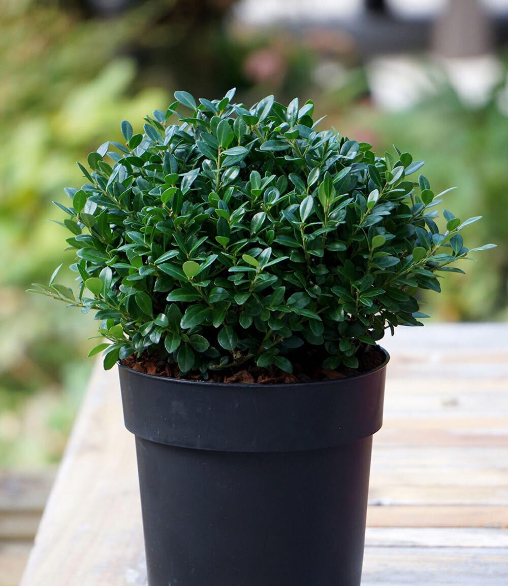 baldur-garten-ilex-crenata-luxus-globe-buchs-ersatz-im-9x9-cm-topf image 5