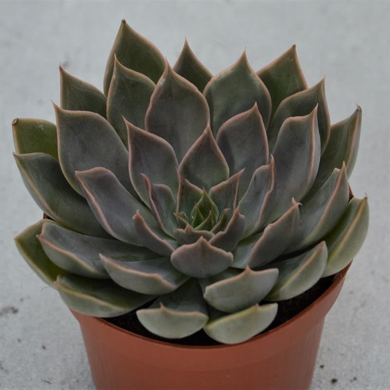 pasiora-echeveria-mensa-sukkulente-9cm image 1
