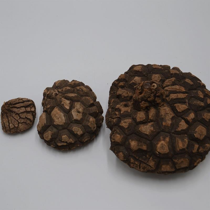 pasiora-dioscorea-mexicana-caudex-pflanze-4-7-cm image 3