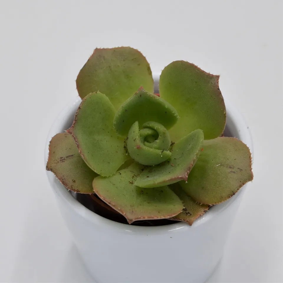 pasiora-aeonium-leucoblepharum-rosetten-sukkulente-5-5cm-topf image 1