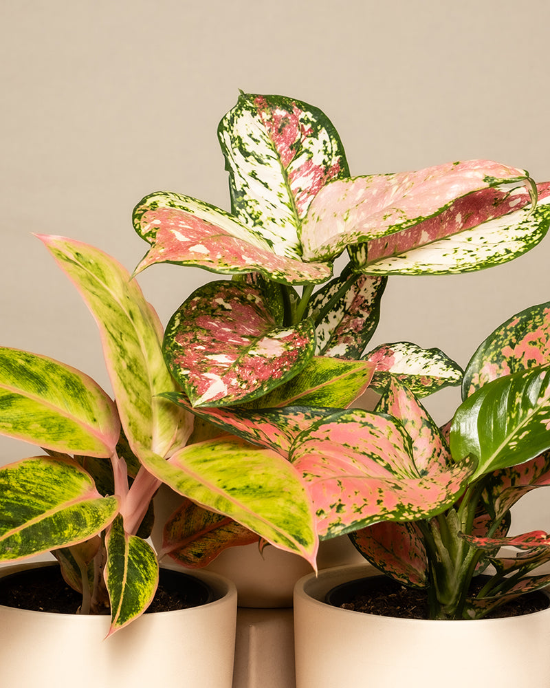 feey-buntes-aglaonema-trio-3x-zimmerpflanze image 2