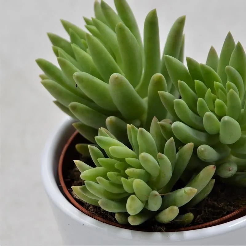 pasiora-sedum-morganianum-sukkulente-8-5cm-topf image 1