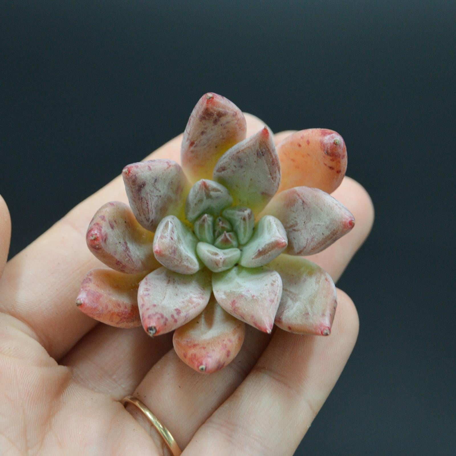 pasiora-echeveria-affinis-x-lutea-steckling-sukkulenten-cutting image 1