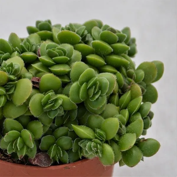 pasiora-crassula-david-sukkulente-8-5cm-topf image 1
