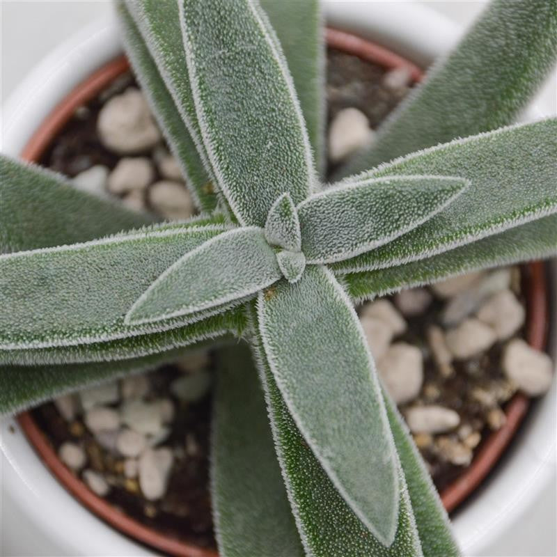 pasiora-crassula-mesembryanthemoides-tenelli-6cm-topf image 1