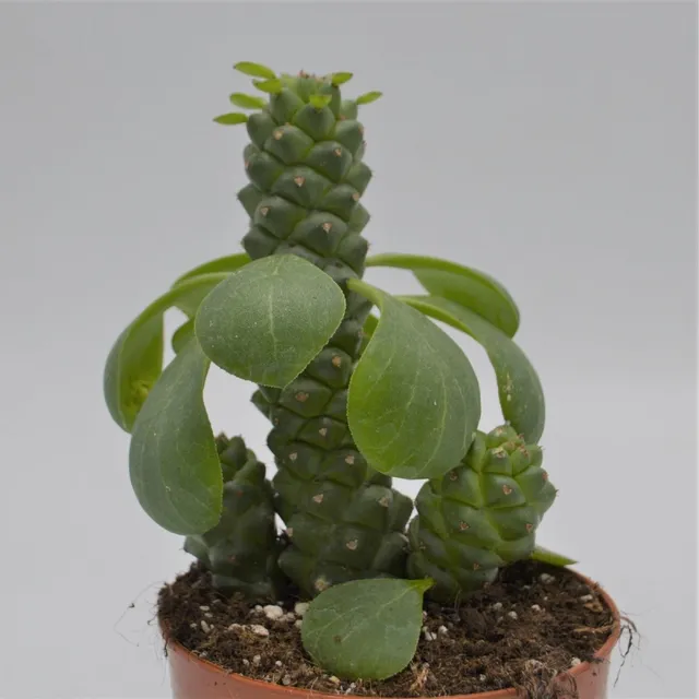 pasiora-euphorbia-ritchiei-sukkulente-12-cm-topf image 1