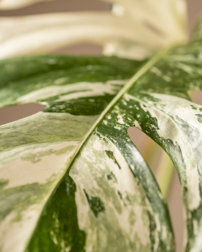 feey-monstera-deliciosa-variegata-fensterblatt-rarit-t image 8