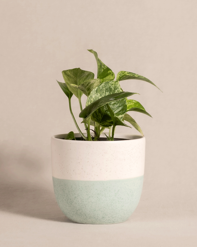feey-efeutute-marble-queen-zimmerpflanze-klein image 5