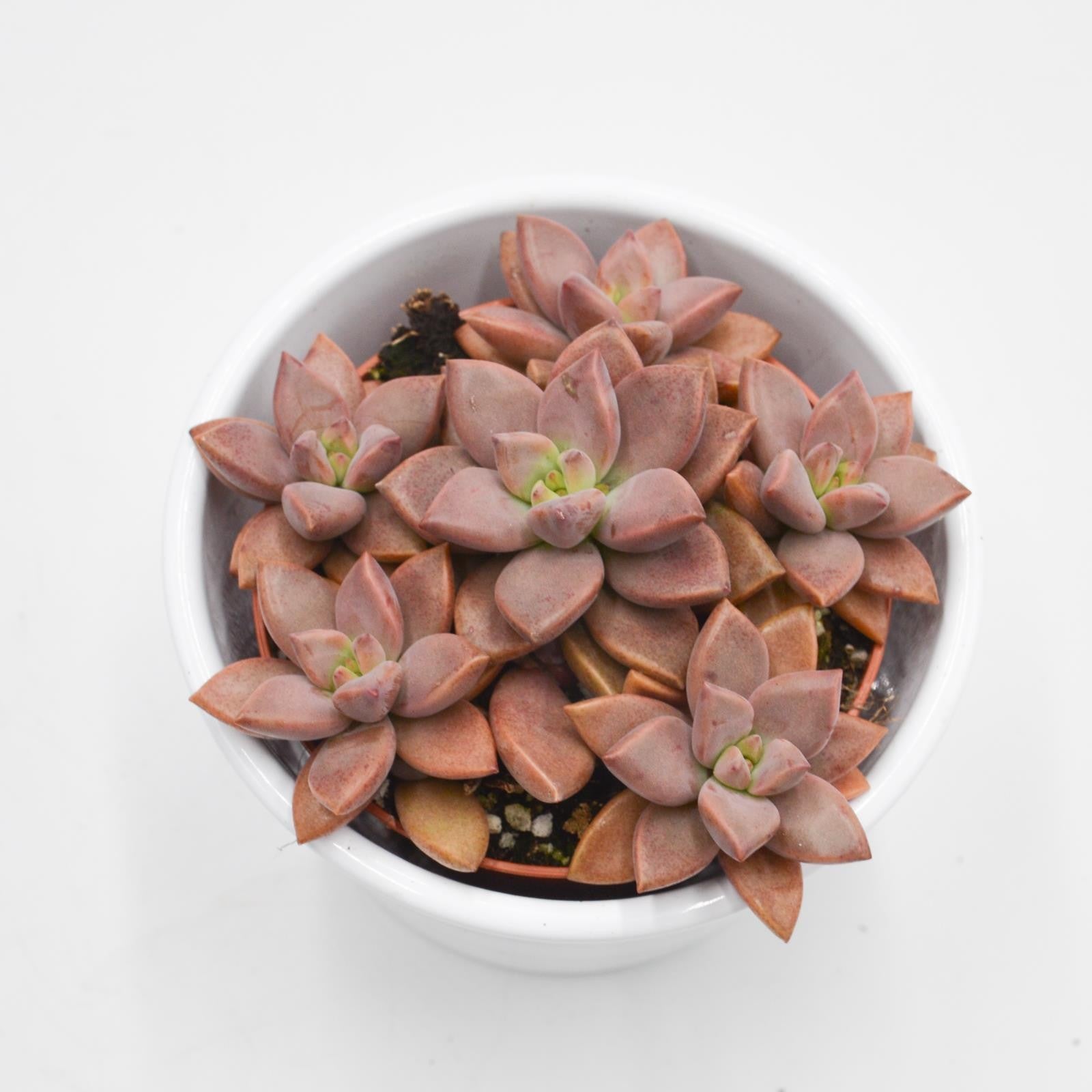 pasiora-sedum-bordeauxhart-sukkulente-8-5cm-topf image 2