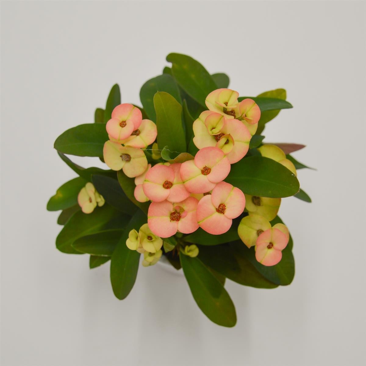 pasiora-euphorbia-milii-hera-gelb-orange-6-cm image 1