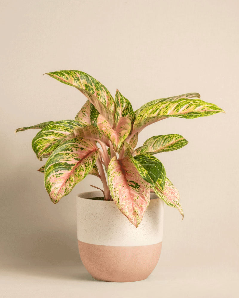 feey-aglaonema-cocomelon-kolbenfaden-mittlere-zimmerpflanze image 5